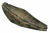 Fossil Sperm Whale (Scaldicetus) Tooth - South Carolina #185989-1